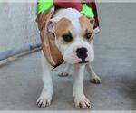 Small American Pit Bull Terrier