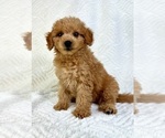 Small #3 Goldendoodle (Miniature)