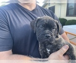 Small Photo #4 Bullmastiff Puppy For Sale in LAPEER, MI, USA