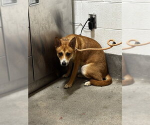German Shepherd Dog-Unknown Mix Dogs for adoption in Forestville, MD, USA