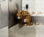 Small German Shepherd Dog Mix