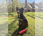 Small #1 Australian Shepherd Mix