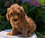 Puppy Pablo Cavapoo
