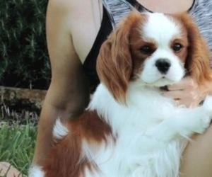 Father of the Cavalier King Charles Spaniel puppies born on 04/29/2024