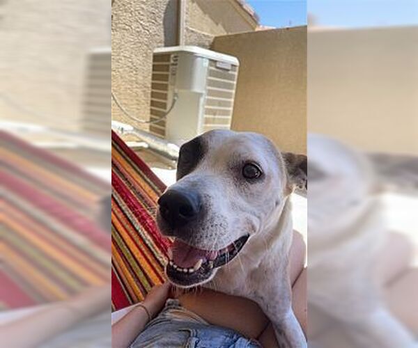 Medium Photo #3 Bullboxer Pit Puppy For Sale in Dana Point, CA, USA