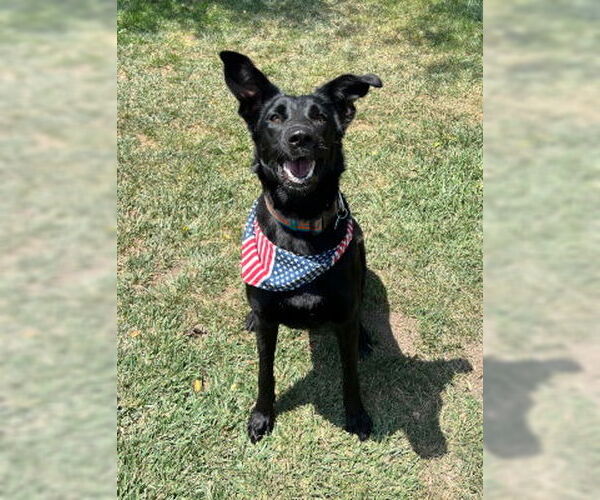 Medium Photo #2 German Shepherd Dog Puppy For Sale in Ventura, CA, USA