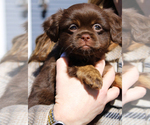 Puppy Dolly Aussiedoodle Miniature -Shih Tzu Mix