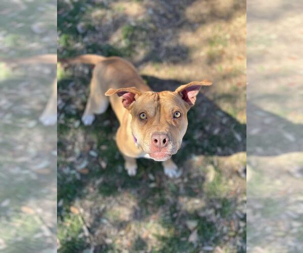 Medium Photo #4 American Pit Bull Terrier-Unknown Mix Puppy For Sale in Chandler, AZ, USA