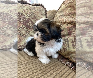 Shih Tzu Puppy for sale in MARICOPA, AZ, USA