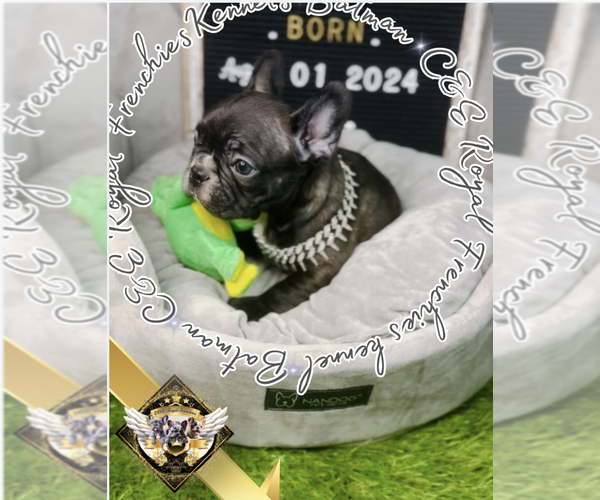 Medium Photo #8 French Bulldog Puppy For Sale in ATHENS, GA, USA