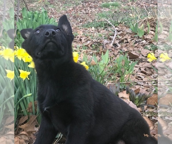 Medium Photo #7 German Shepherd Dog Puppy For Sale in FORDLAND, MO, USA