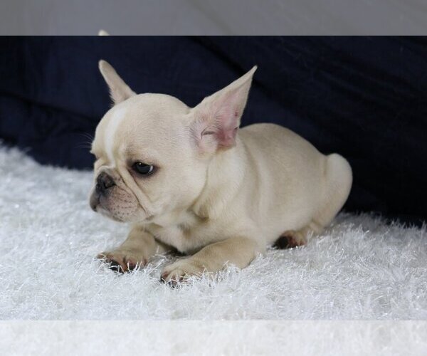 Medium Photo #4 French Bulldog Puppy For Sale in QUEENS, NY, USA