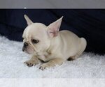 Small Photo #4 French Bulldog Puppy For Sale in QUEENS, NY, USA