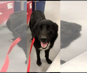 Borador Dogs for adoption in San Diego, CA, USA