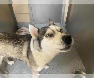 Siberian Husky Dogs for adoption in Orange, CA, USA