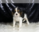 Small #2 Cavalier King Charles Spaniel