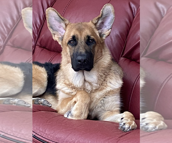 Medium Photo #25 German Shepherd Dog Puppy For Sale in LA FAYETTE, NY, USA