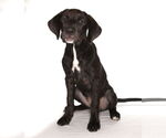Small #2 Labrador Retriever