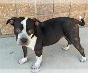 Texas Heeler-Unknown Mix Dogs for adoption in Tulsa, OK, USA