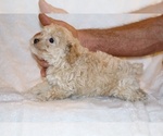 Small #13 Poodle (Toy)