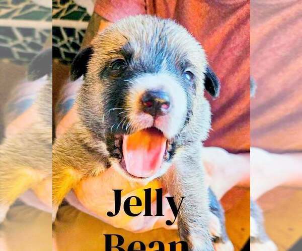 Medium Photo #10 Mutt Puppy For Sale in Imlay City, MI, USA
