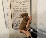 Small Photo #25 Dachshund Puppy For Sale in HONDO, TX, USA