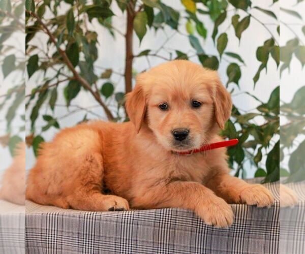 Medium Photo #1 Golden Retriever Puppy For Sale in LITITZ, PA, USA