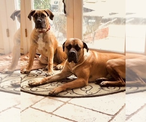 Mother of the Boerboel puppies born on 11/18/2023