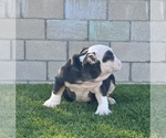 Small Photo #5 English Bulldog Puppy For Sale in PHOENIX, AZ, USA