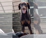 Puppy Puppy 7 Doberman Pinscher