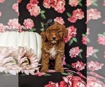 Small Photo #2 Poodle (Miniature) Puppy For Sale in HOLTWOOD, PA, USA