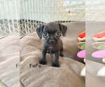 FeFe - Female Chihuahua-Unknown Mix Dog for Adoption - Small photo