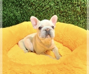 French Bulldog Puppy for sale in DENVER, CO, USA