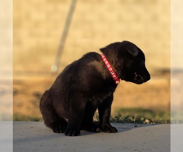 Medium Photo #2 Belgian Malinois Puppy For Sale in HIGHLAND, CA, USA