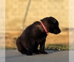 Small Photo #2 Belgian Malinois Puppy For Sale in HIGHLAND, CA, USA