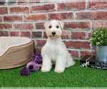 Small #8 Schnauzer (Miniature)