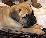 Puppy Peaches Boerboel-Cane Corso Mix
