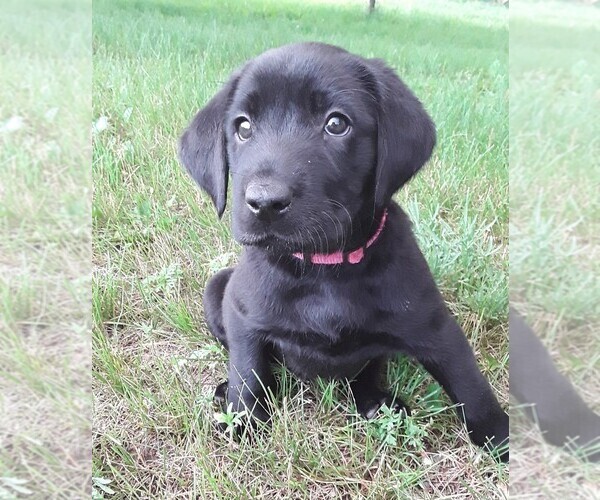 Medium Photo #1 Labrador Retriever Puppy For Sale in HUDSON, WI, USA