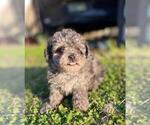 Small #14 Poodle (Toy)