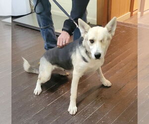 Gracie Brown - Female German Shepherd Dog-Unknown Mix Dog for Adoption - Photo #3