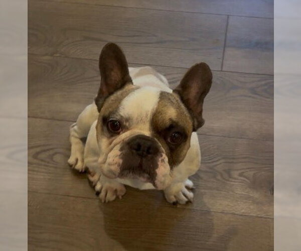 Medium Photo #2 French Bulldog Puppy For Sale in San Diego, CA, USA