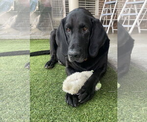 Labrador Retriever-Unknown Mix Dogs for adoption in Fort Worth, TX, USA