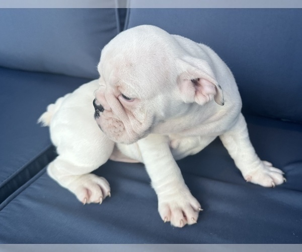 Medium Photo #3 English Bulldog Puppy For Sale in WEEKI WACHEE, FL, USA