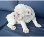 Small Photo #42 English Bulldog Puppy For Sale in WEEKI WACHEE, FL, USA