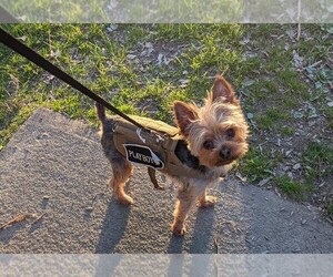 Yorkshire Terrier Puppy for sale in BINGHAMTON, NY, USA