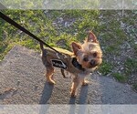 Small Photo #1 Yorkshire Terrier Puppy For Sale in BINGHAMTON, NY, USA