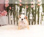Small Photo #1 Bulldog Puppy For Sale in WARSAW, IN, USA
