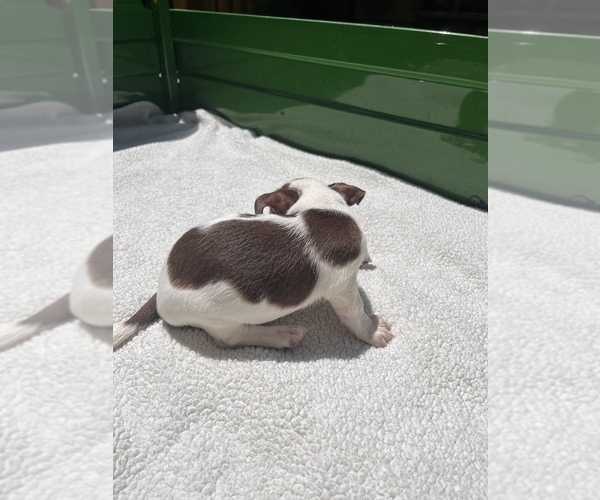 Medium Photo #6 Jack Chi Puppy For Sale in SAINT AUGUSTINE, FL, USA