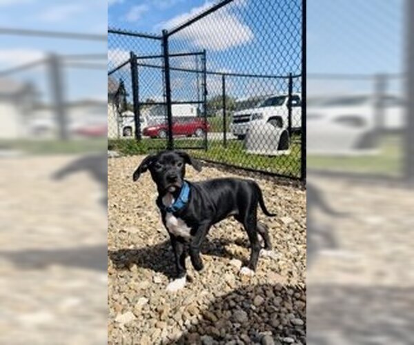 Medium Photo #3 American Pit Bull Terrier-Unknown Mix Puppy For Sale in Oskaloosa, IA, USA