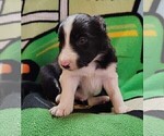 Small #9 Border Collie